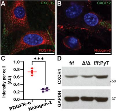 Fibroblast-derived CXCL12 increases vascular permeability in a 3-D microfluidic model independent of extracellular matrix contractility